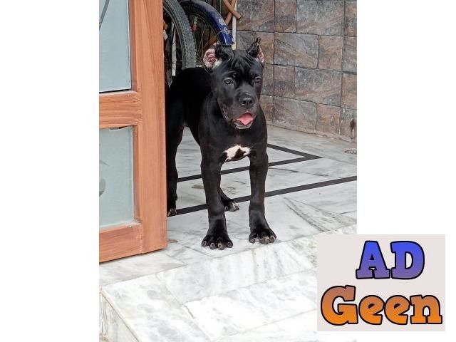 used 90 Days old Cane Corso Puppies available 9793862529 The Dog Farm for sale 